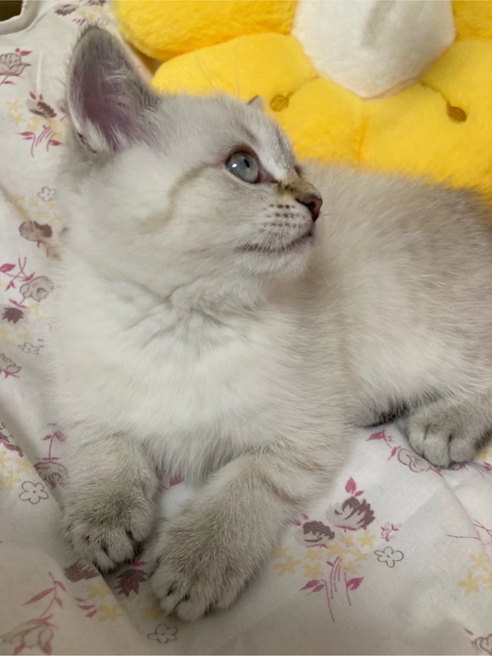 Schöne Kitten BKH Point Tabby  sucht ihr liebes zu Hause
