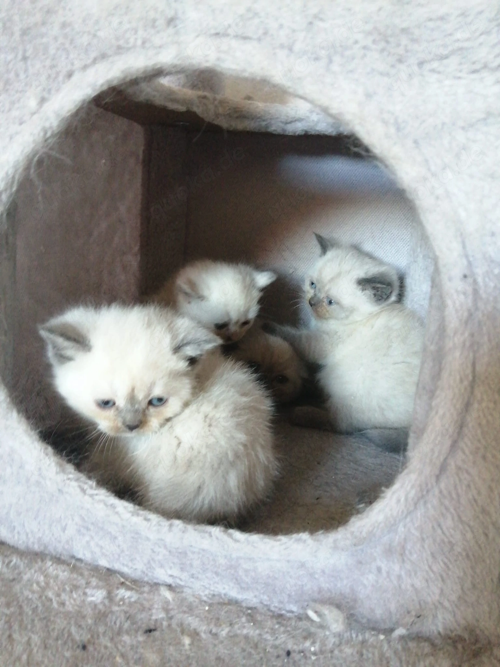 Super süße reinrassige BKH Kitten