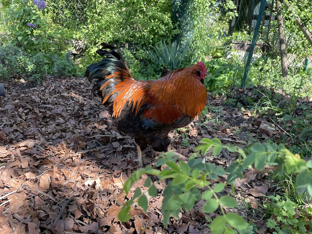 Ich biete einen wunderschönen Hahn mit einem beeindruckenden, farbenprächtigen Gefieder an. Dieser H