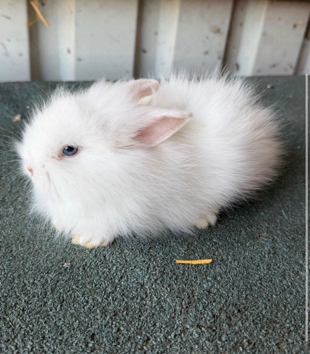 Löwenkop kaninchen baby 