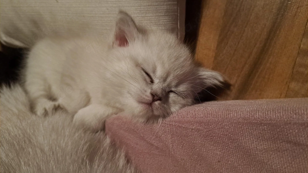wunderschöne  BKH - Kitte 