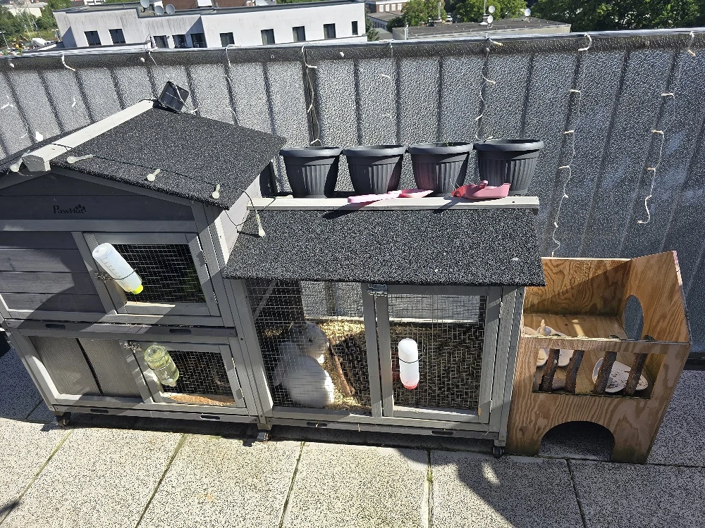 kaninchen miniloop zwergwidder plus zubehör 