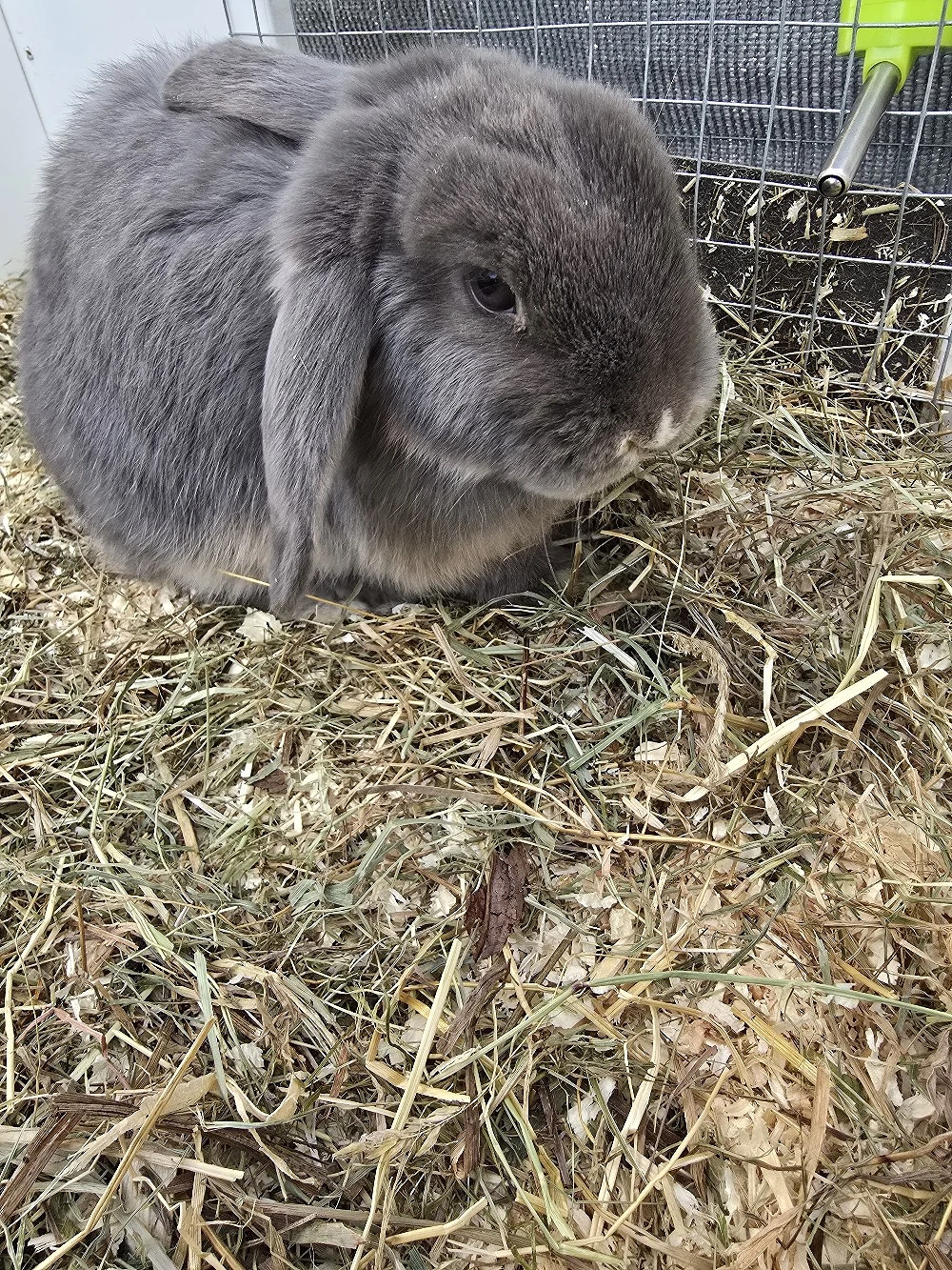 zwergwidder hase kaninchen 