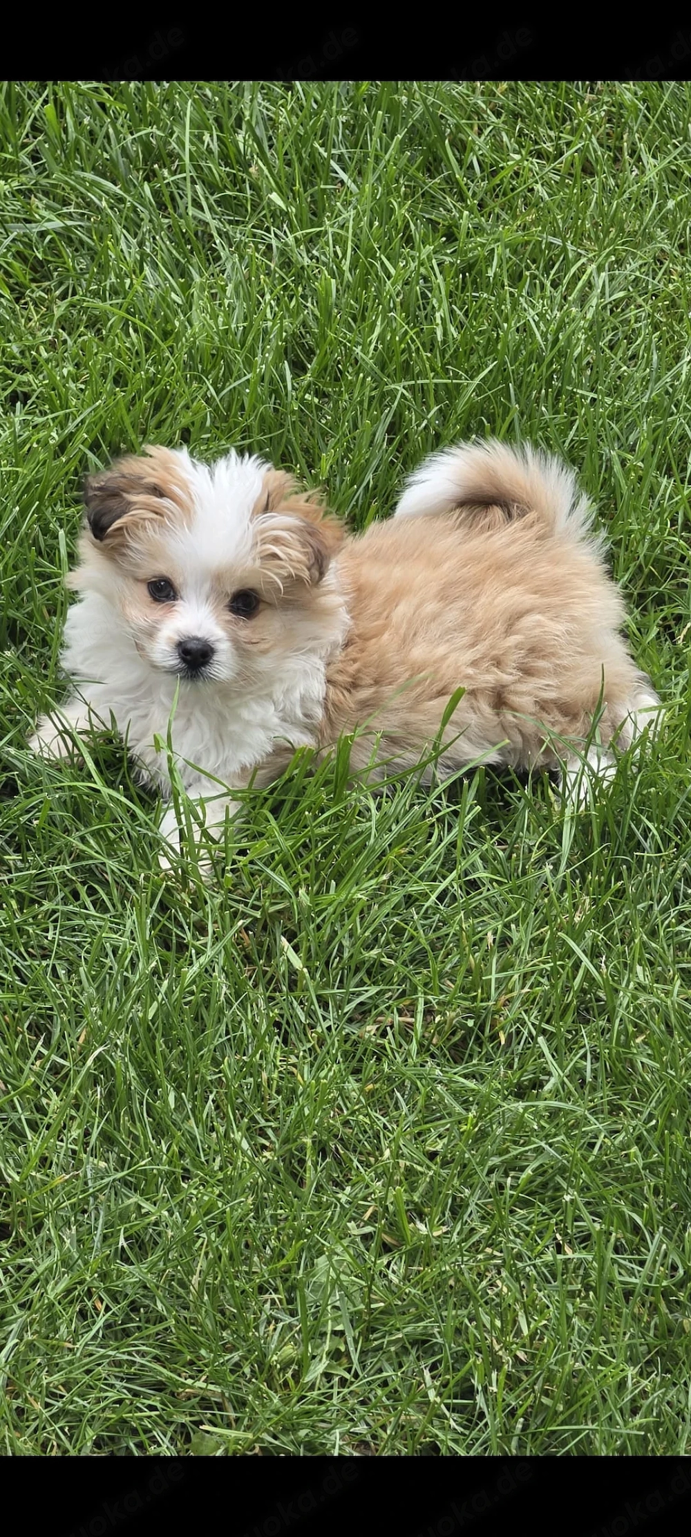 Maltipoo Hündinnen Welpen 