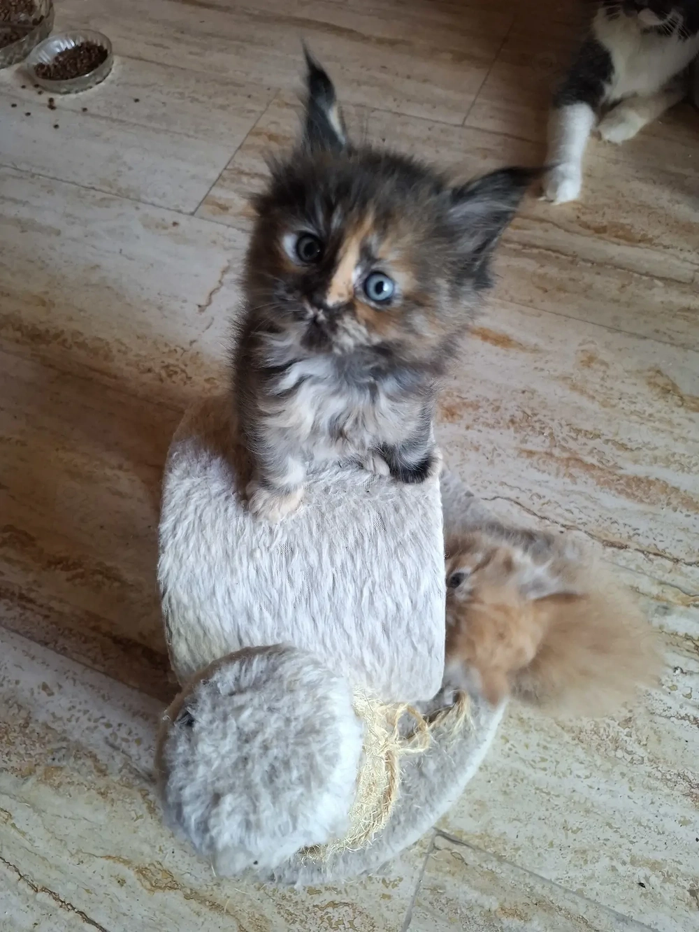 Niedliche Maincoon Babys 