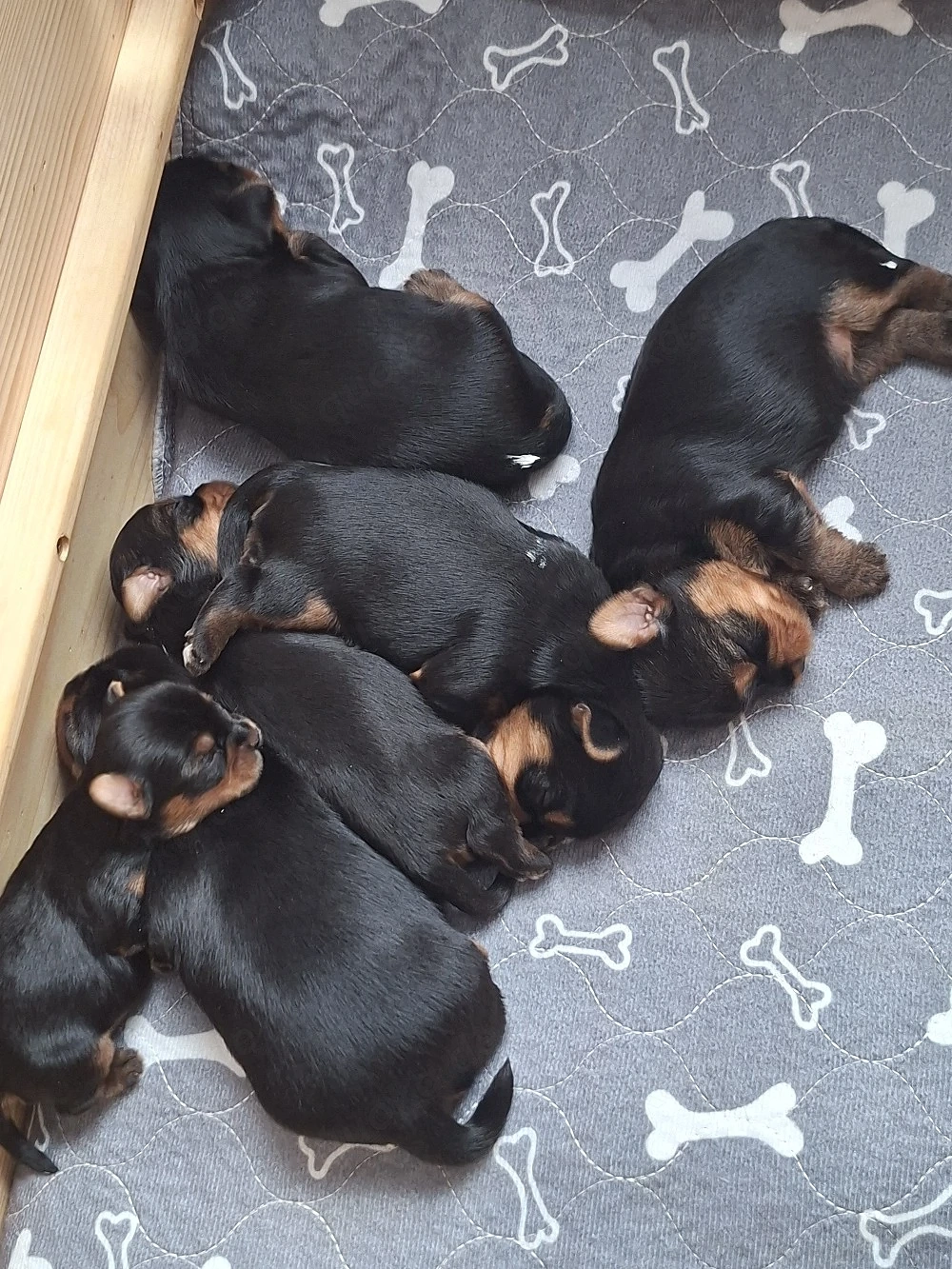 Yorkshire terrier 
