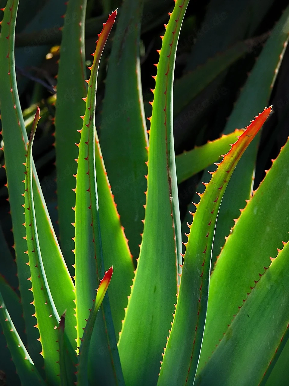Sweet Aloe Vera zu verschenken