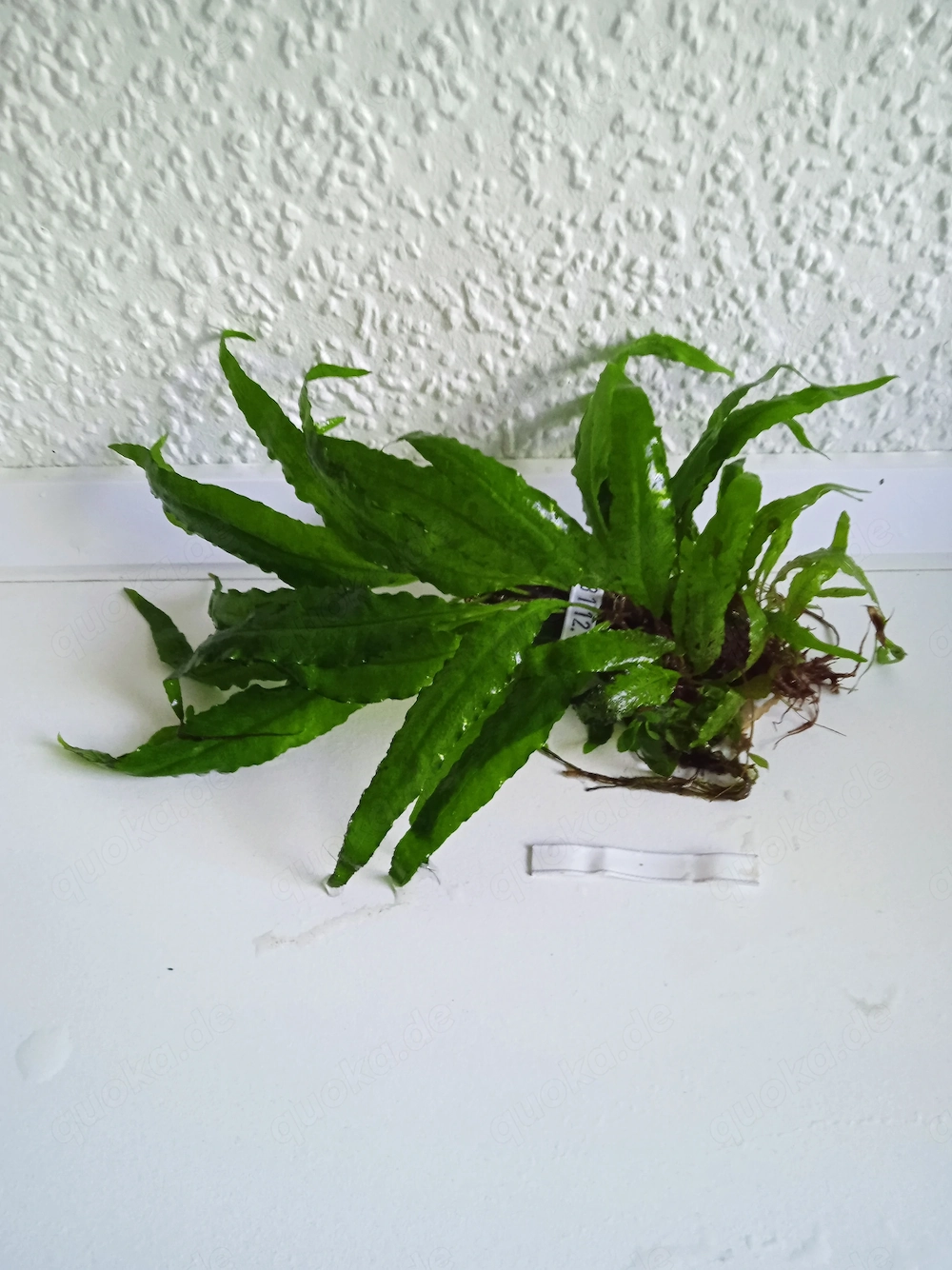 Javafarn (Microsorum pteropus) ca. 14 bis 20 cm