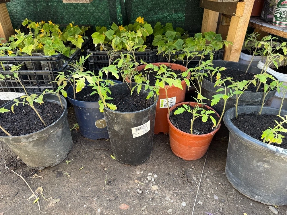 Tomatten , Grurken und Aubergine Pflanzen 