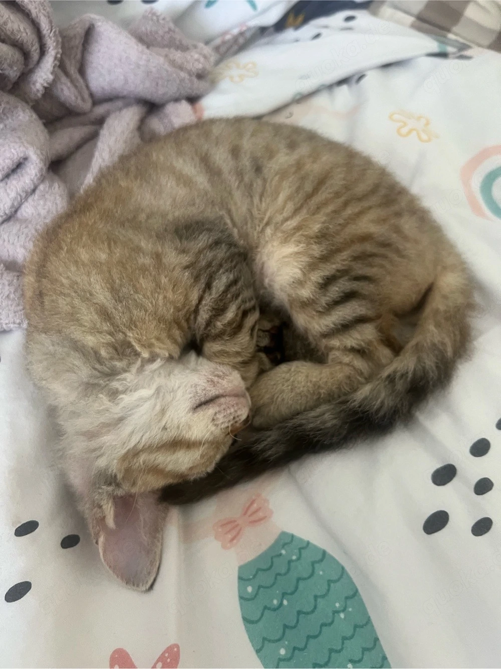 Sphynx Kätzchen