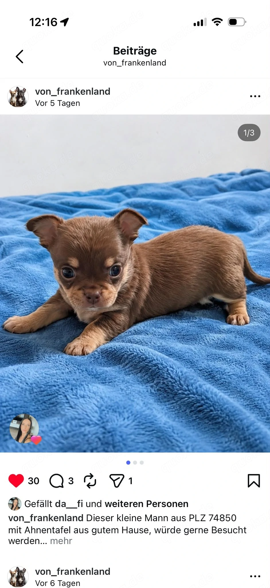 Chihuahua Welpe ( Rüde) mit Ahnentafel