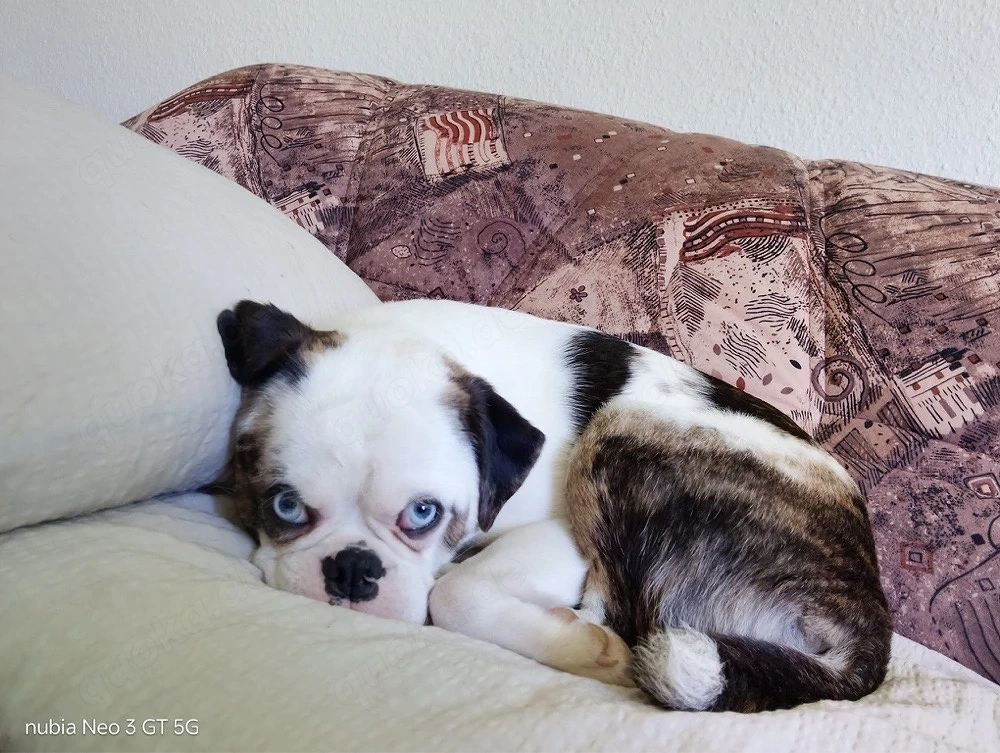 mops mischling sucht zuhause