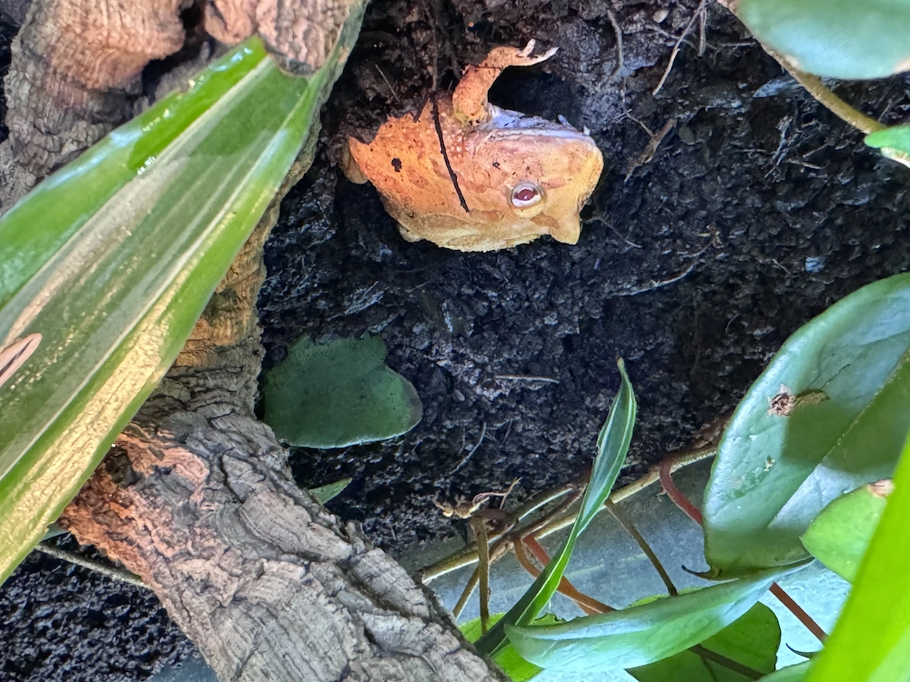 Pacman, Schmuckhornfrosch 