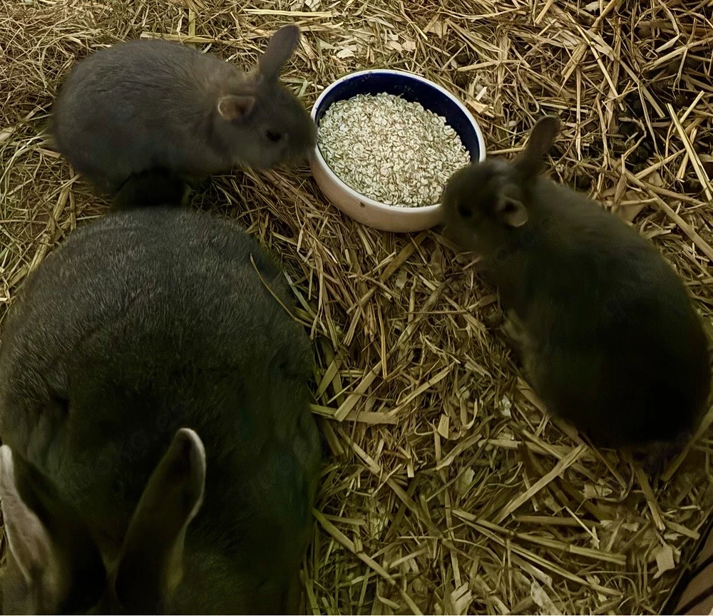 perl fee rasse kaninchen babys zur abgabe