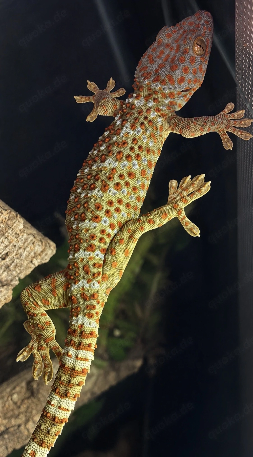 Tokeh Gekko gecko pos. 0.1