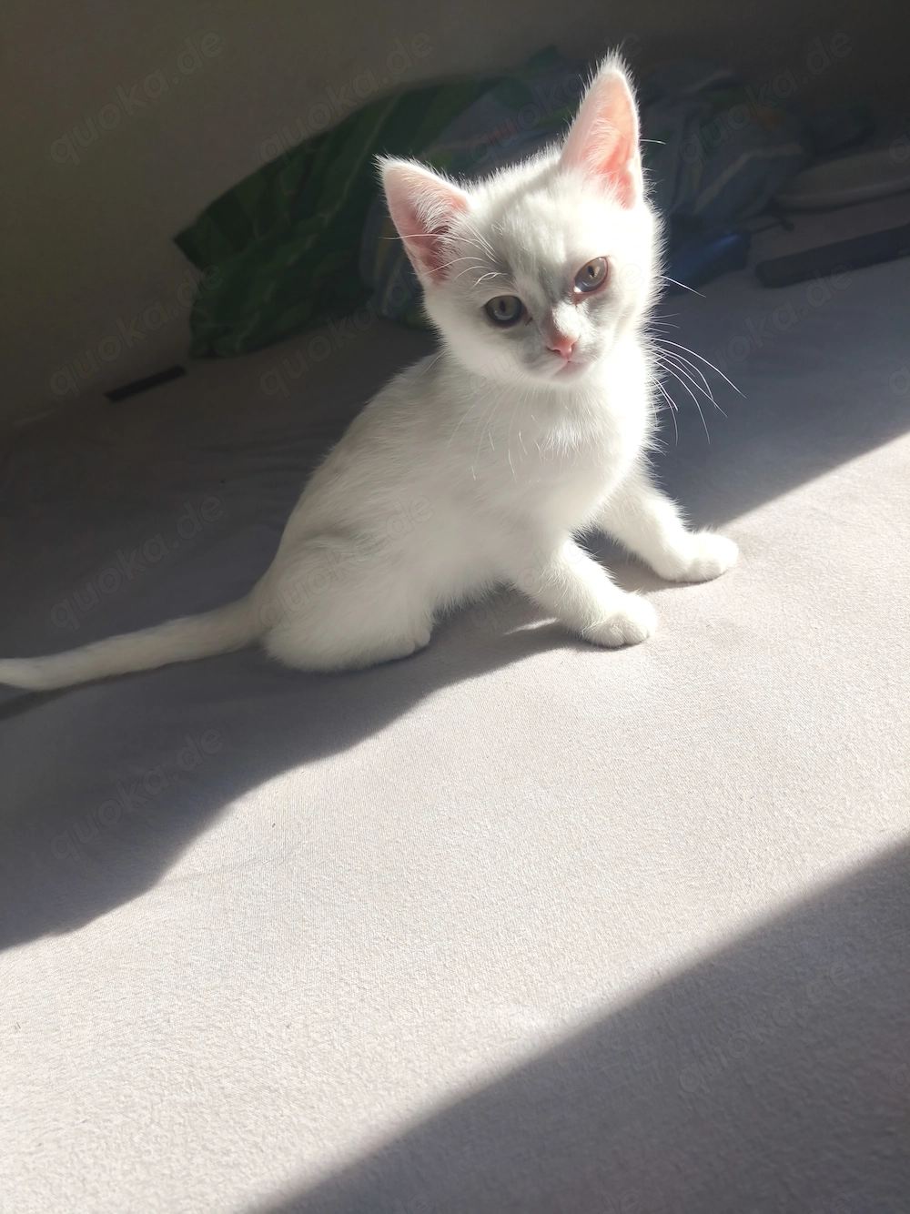   Zwei zauberhafte Heilige-Birma-Mix Kitten suchen ein liebevolles Zuhause   350   pro Kitten  