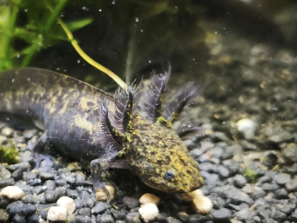junge Axolotl abzugeben 