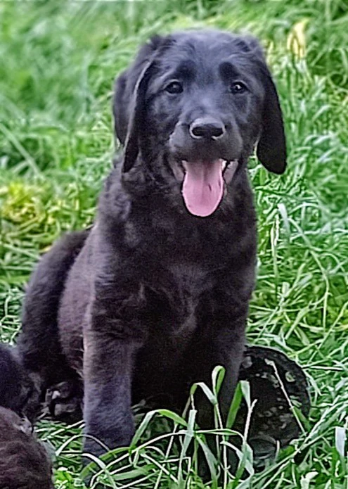 Labradoodle Welpen F1 schwarz mit Ahnentafel bereit für ihre neuen Lieblingsmenschen