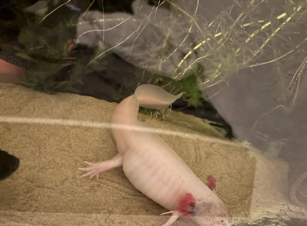 Axolotl 4 Stück