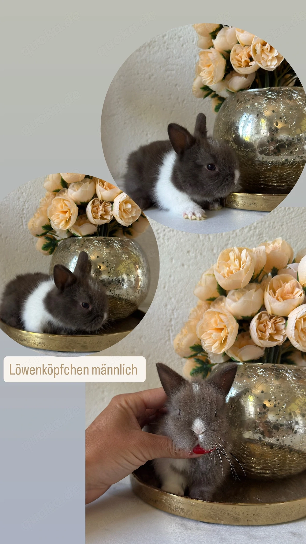 Superzahme Löwenköpfchen dürfen bald ausziehen! Kaninchen Zwergkaninchen Löwenzwerge 