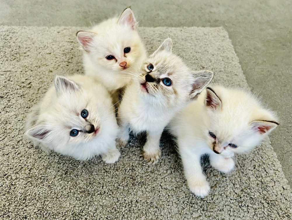 Ragdoll x BKH Kitten 