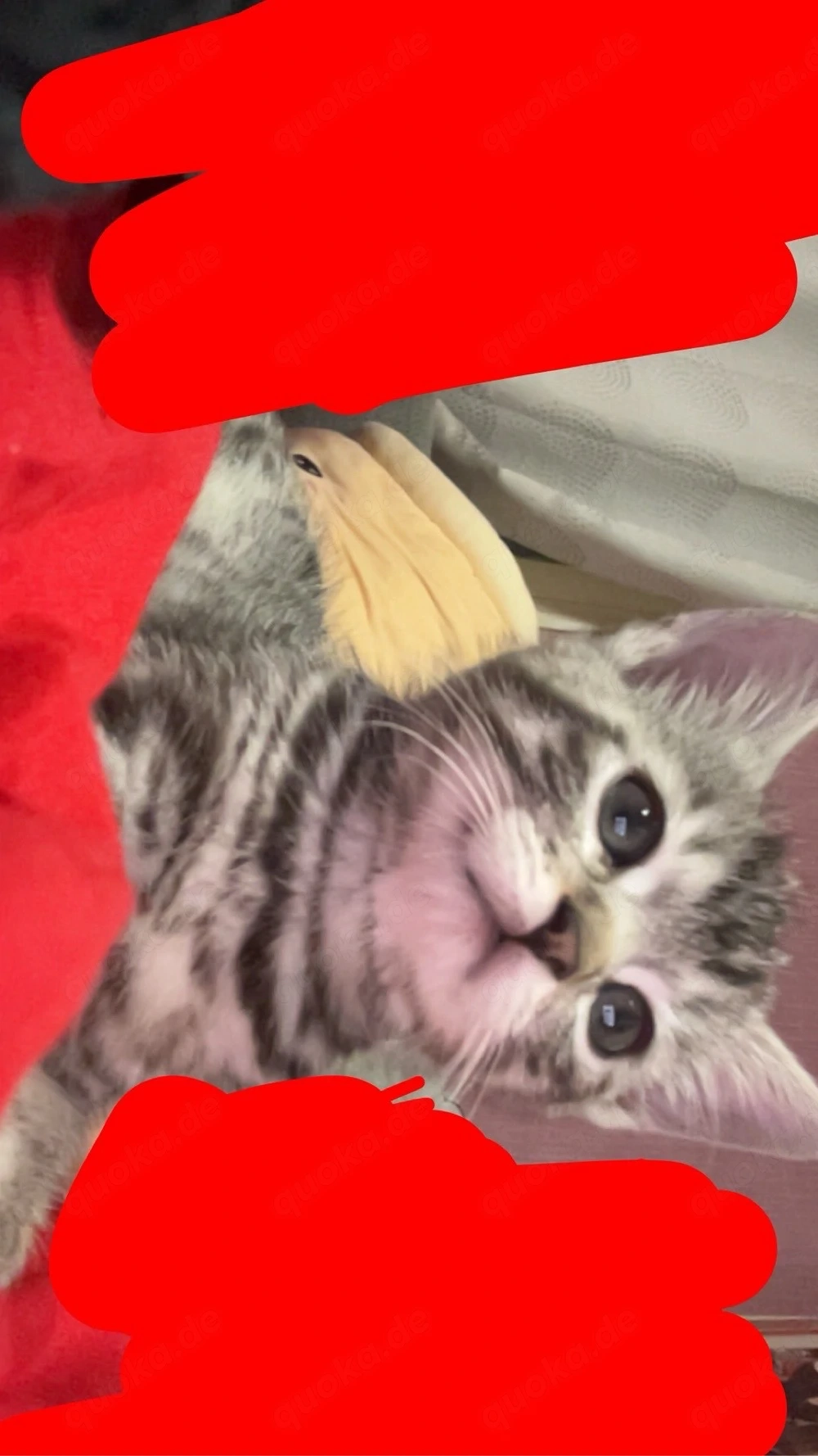 Baby Katze 