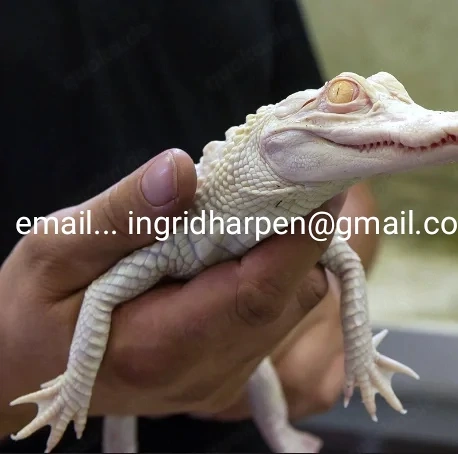 Niedliche Albino-Alligatoren zu verkaufen.