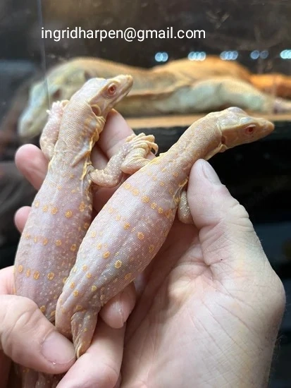 Albino-Alligatoren jetzt zu verkaufen.