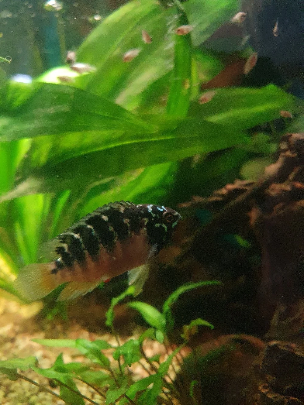 Zwergbuntbarsche,  Ivanacara Bimaculata 