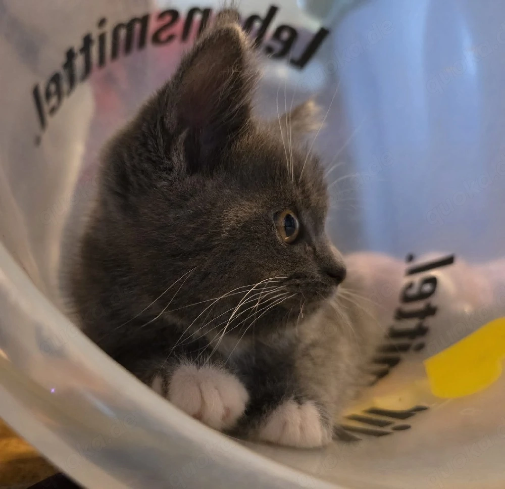 Perser Blh Mix Kitten abzugeben 