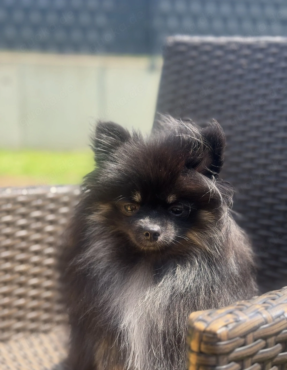 Liebevolle Pomeranian Zwergspitz Hündin zu verkaufen!