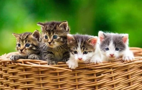 Katzenbabys Katzenkinder oder jung Katze