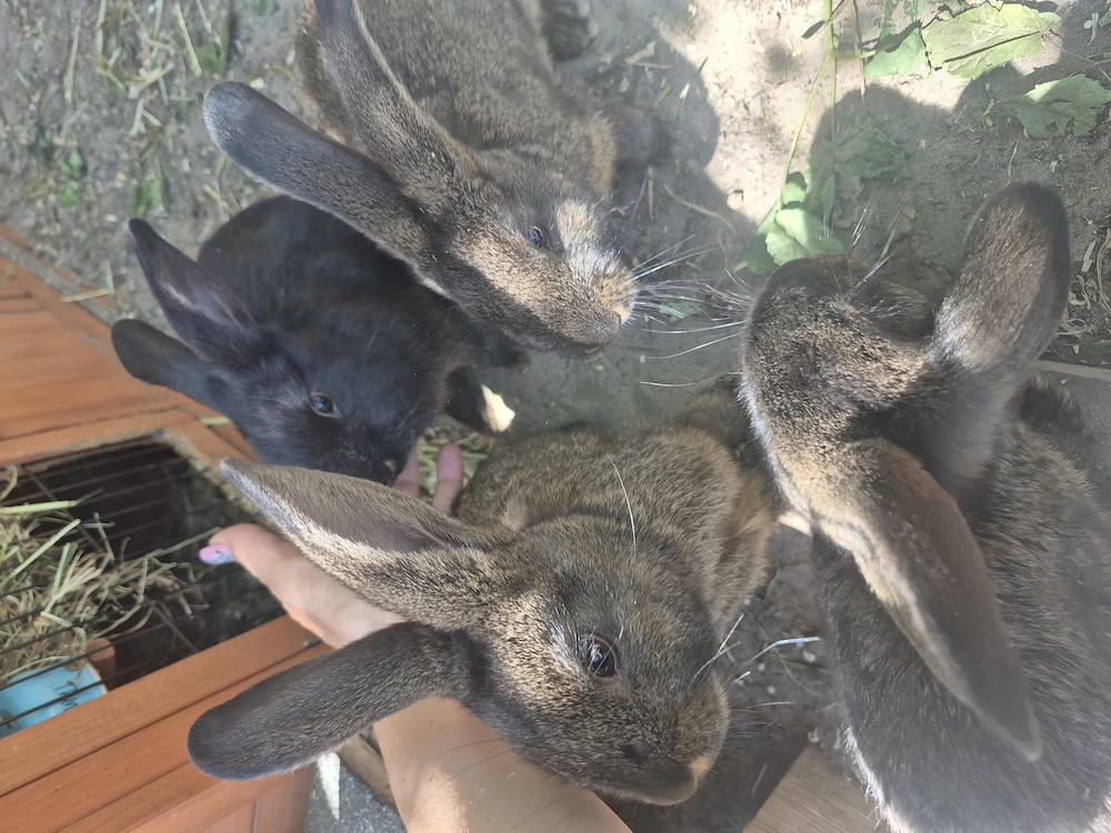 Hasenbabys Osterhasen
