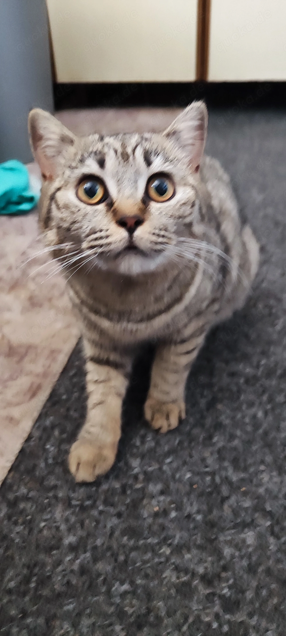 10 Monate alte Britisch Kurzhaar-Katze, Trier