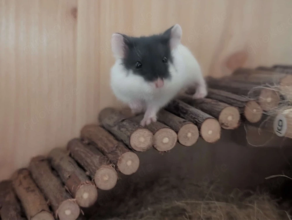 Campbell Hamster 