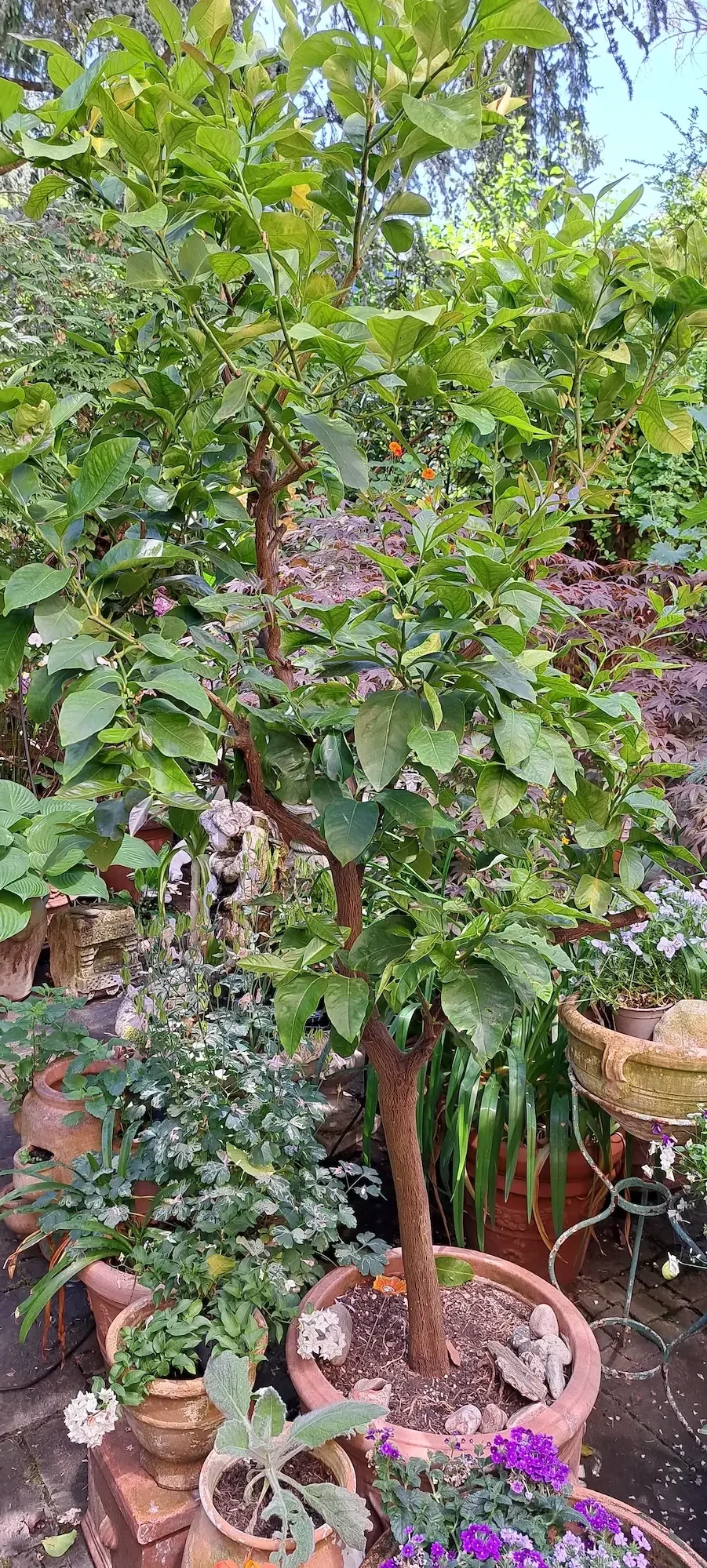 Großer Zitronenbaum 2,35 m