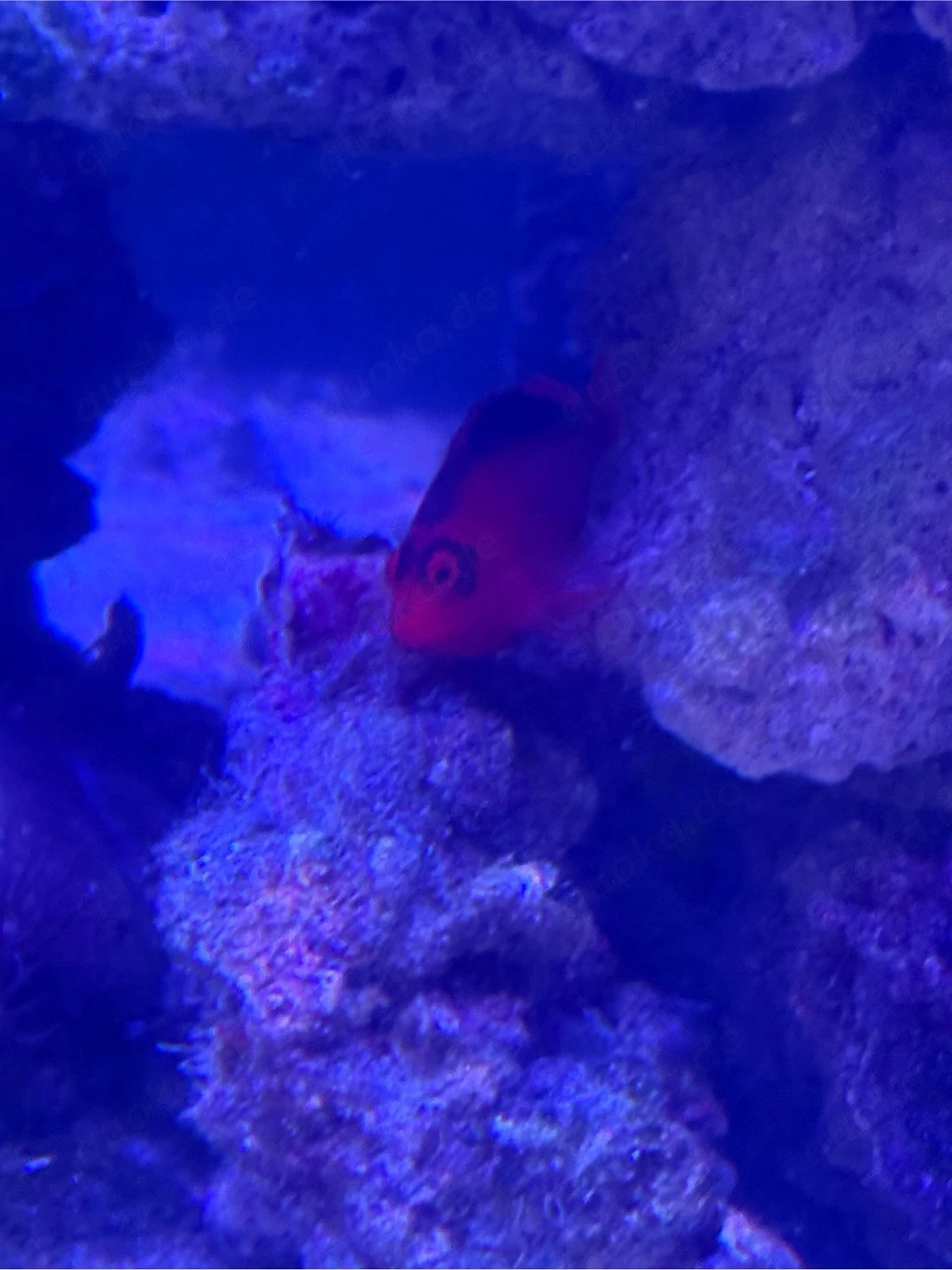 Meerwasseraquarium Auflösung 
