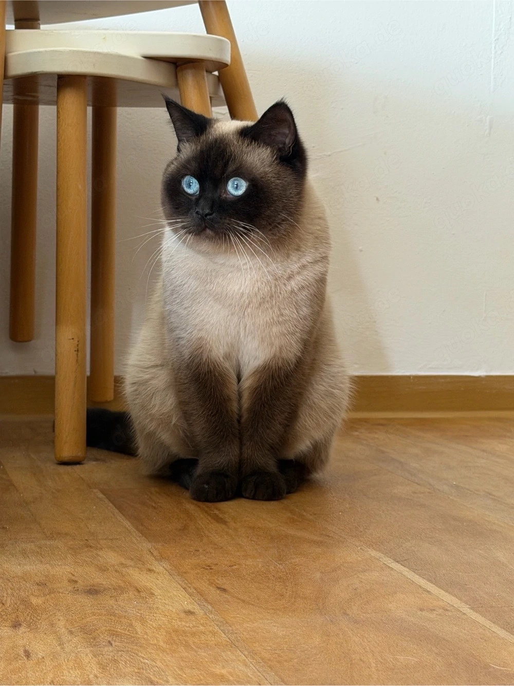 Deckkater !Kein Kauf!