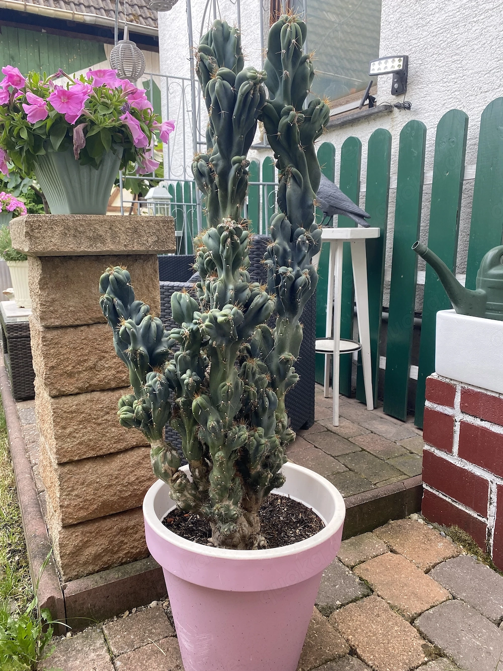 Felsenkaktus Cereus Kaktus über 30 Jahre alt 1,40 Meter groß   