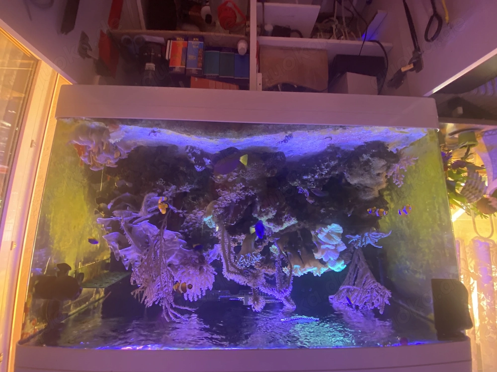 Meerwasseraquarium Komplett mit Inhalt zu verkaufen 