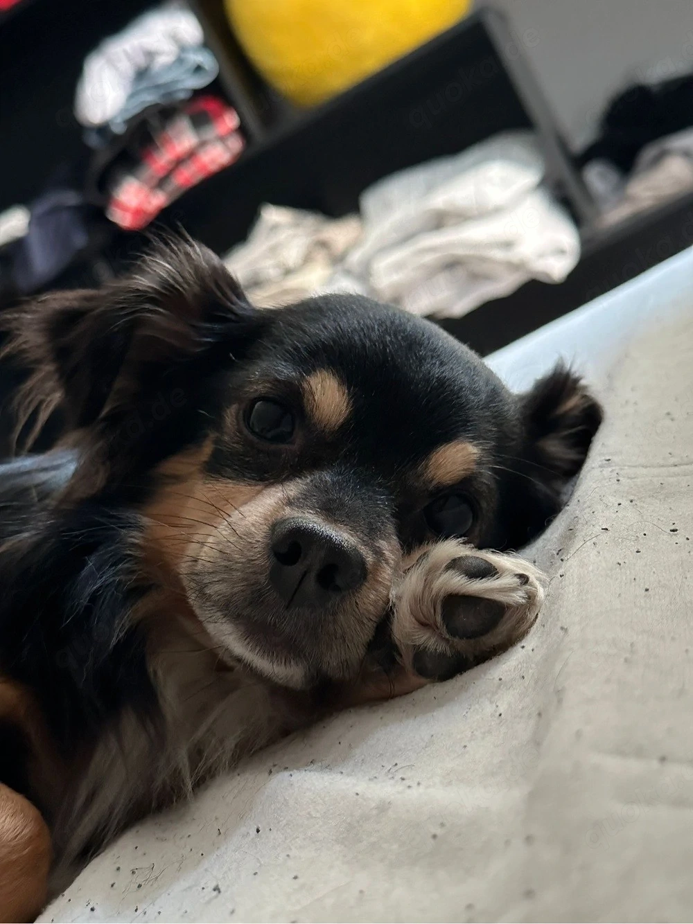7 jahre alter chihuahua