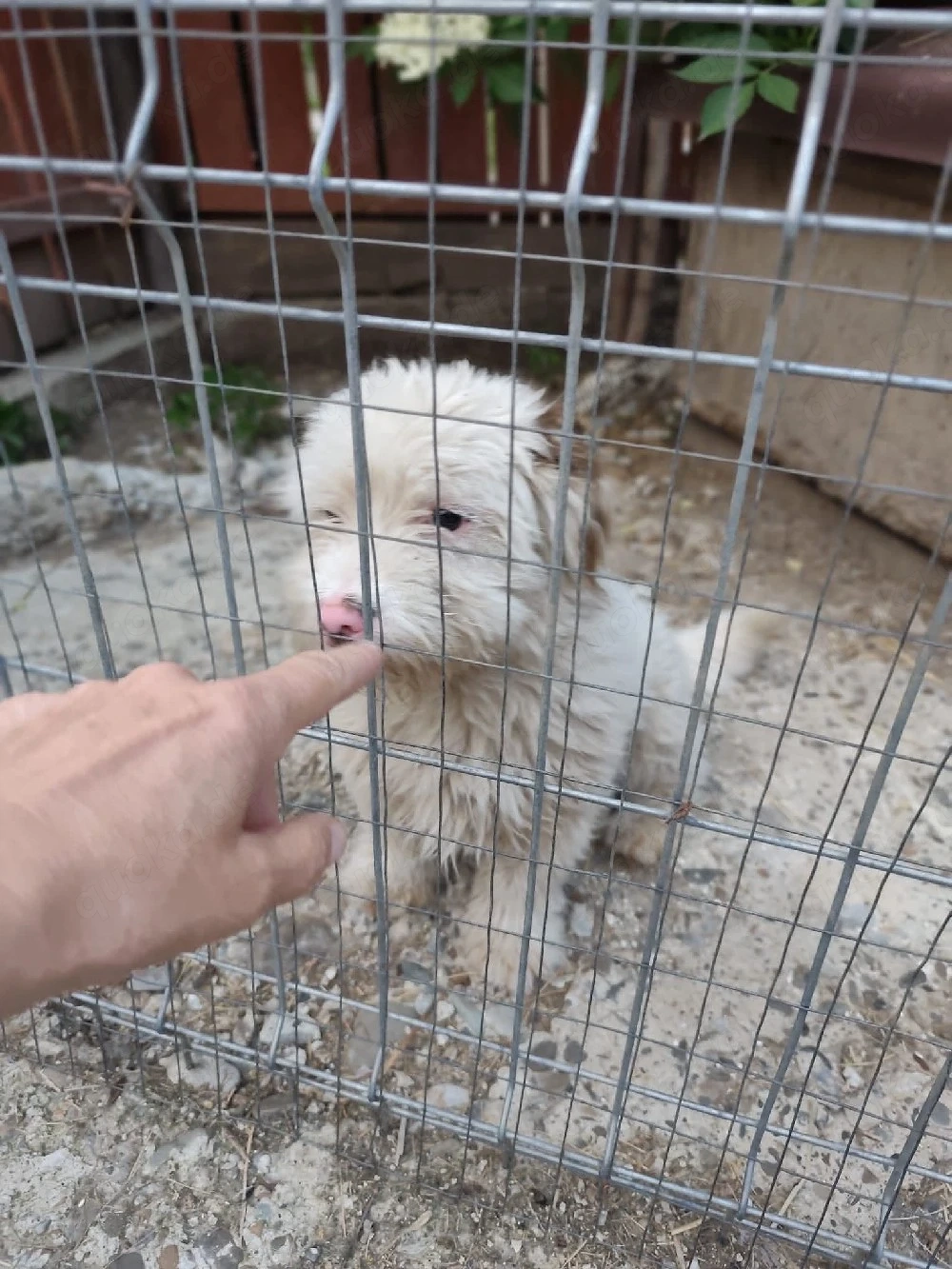 Süßer Billy(8 Mon, 30 cm, 8 kg) sucht liebevolles Zuhause 