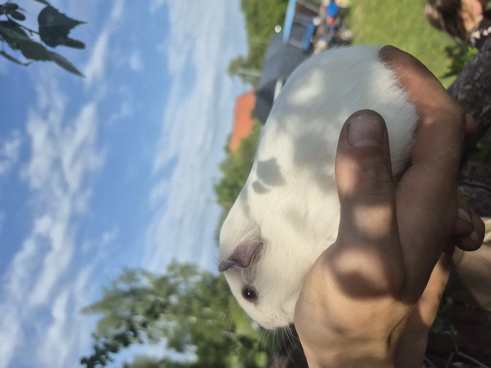 Meerschwein Babys Böckchen