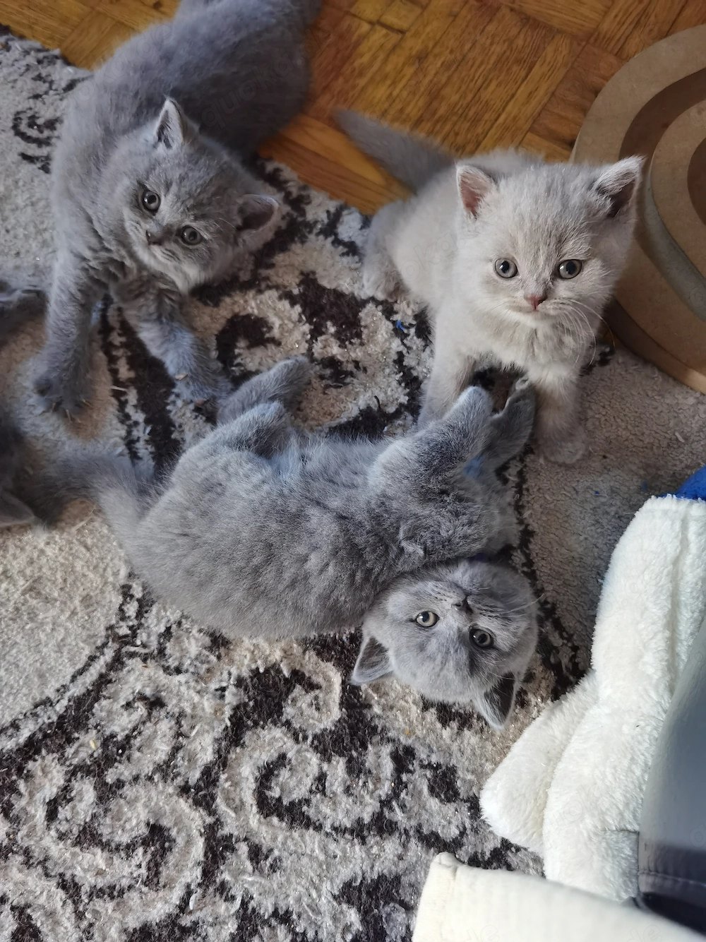 Britische Kitten BKH