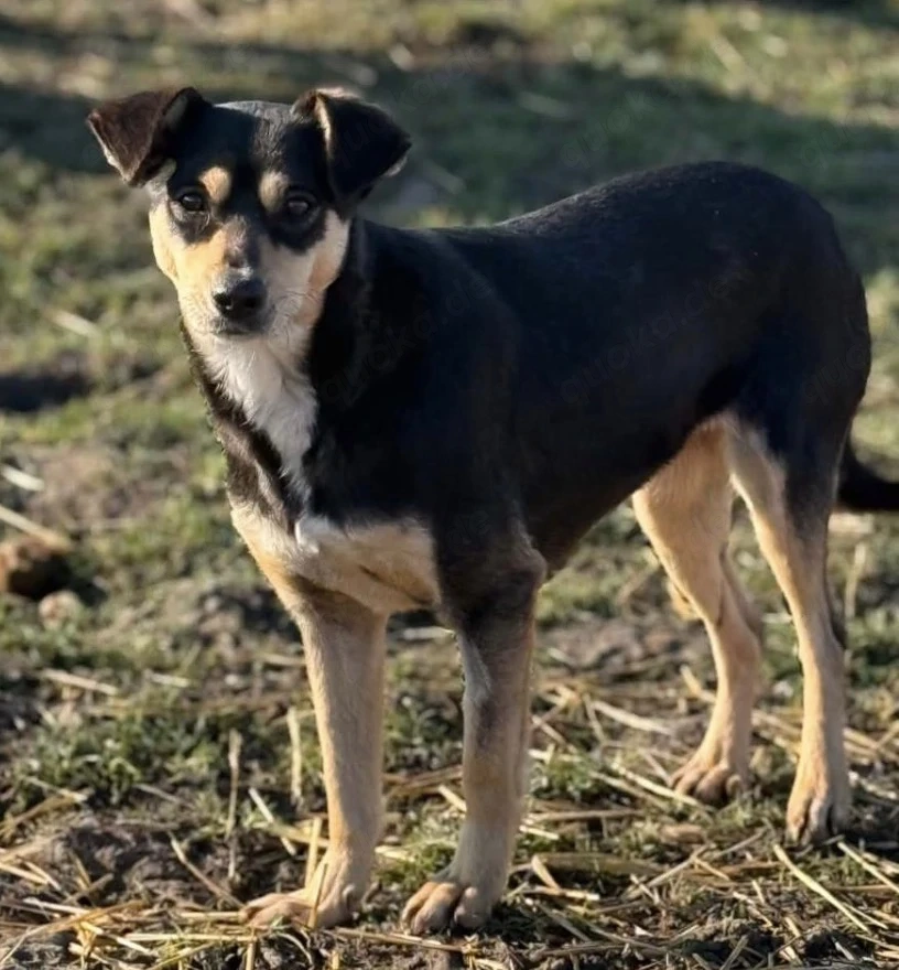 Kleine Greta sucht ihre Herzensmenschen, treue einfache Seele