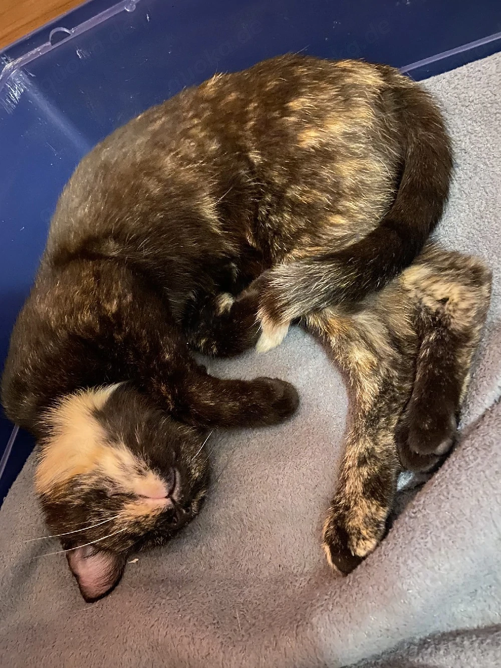 Katzendame Luna 2 Jahre sucht ein schönes Zuhause 