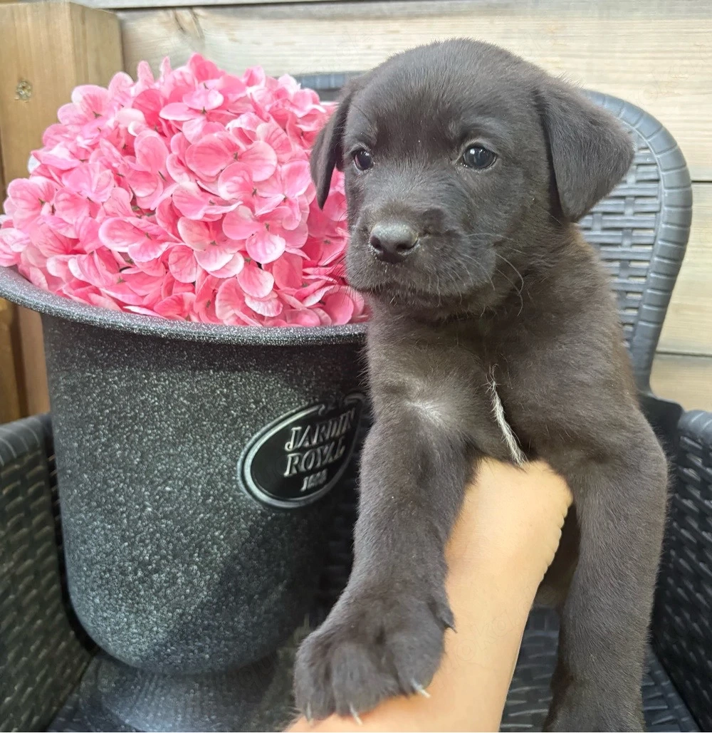 Wolfspitz Labrador mischlingswelpen 