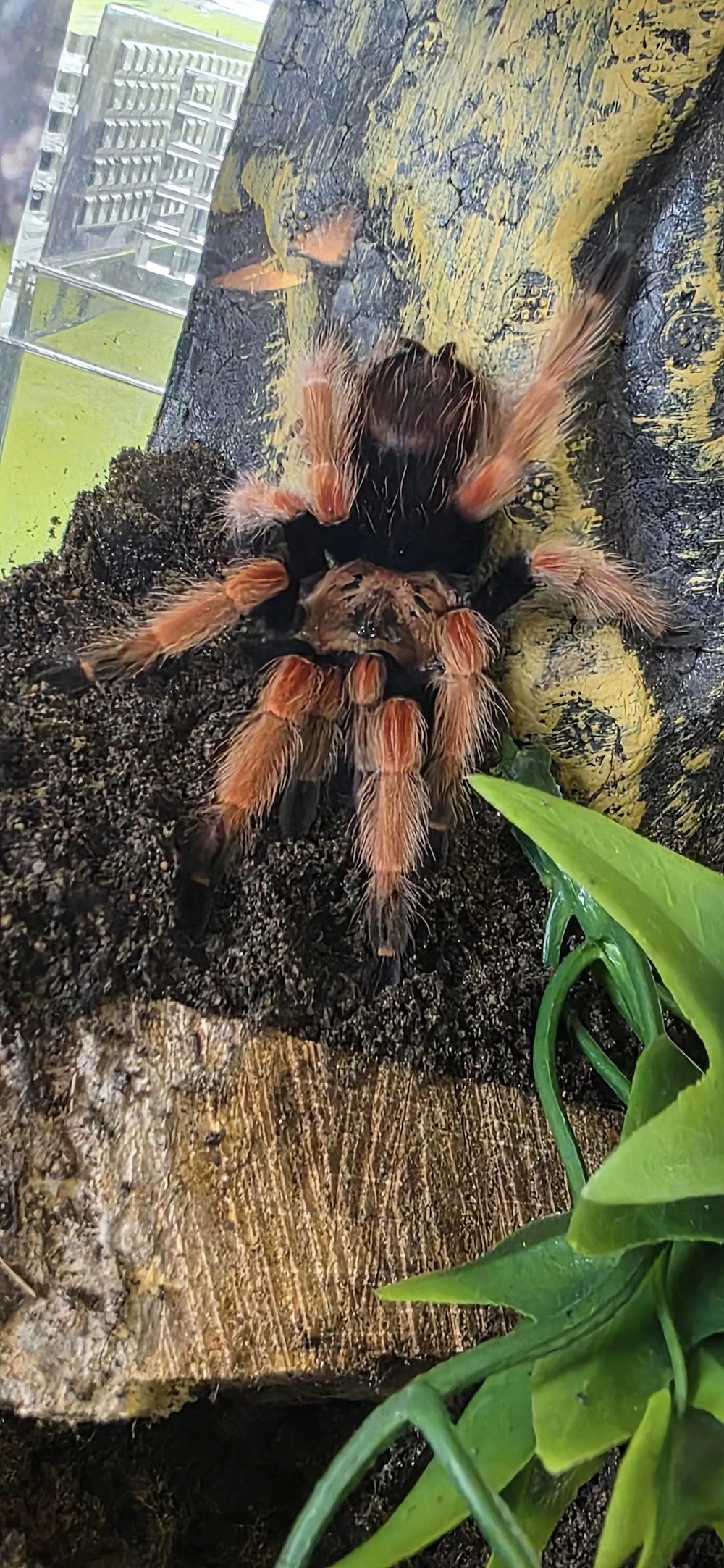Brachypelma boehmei inkl Terrarium