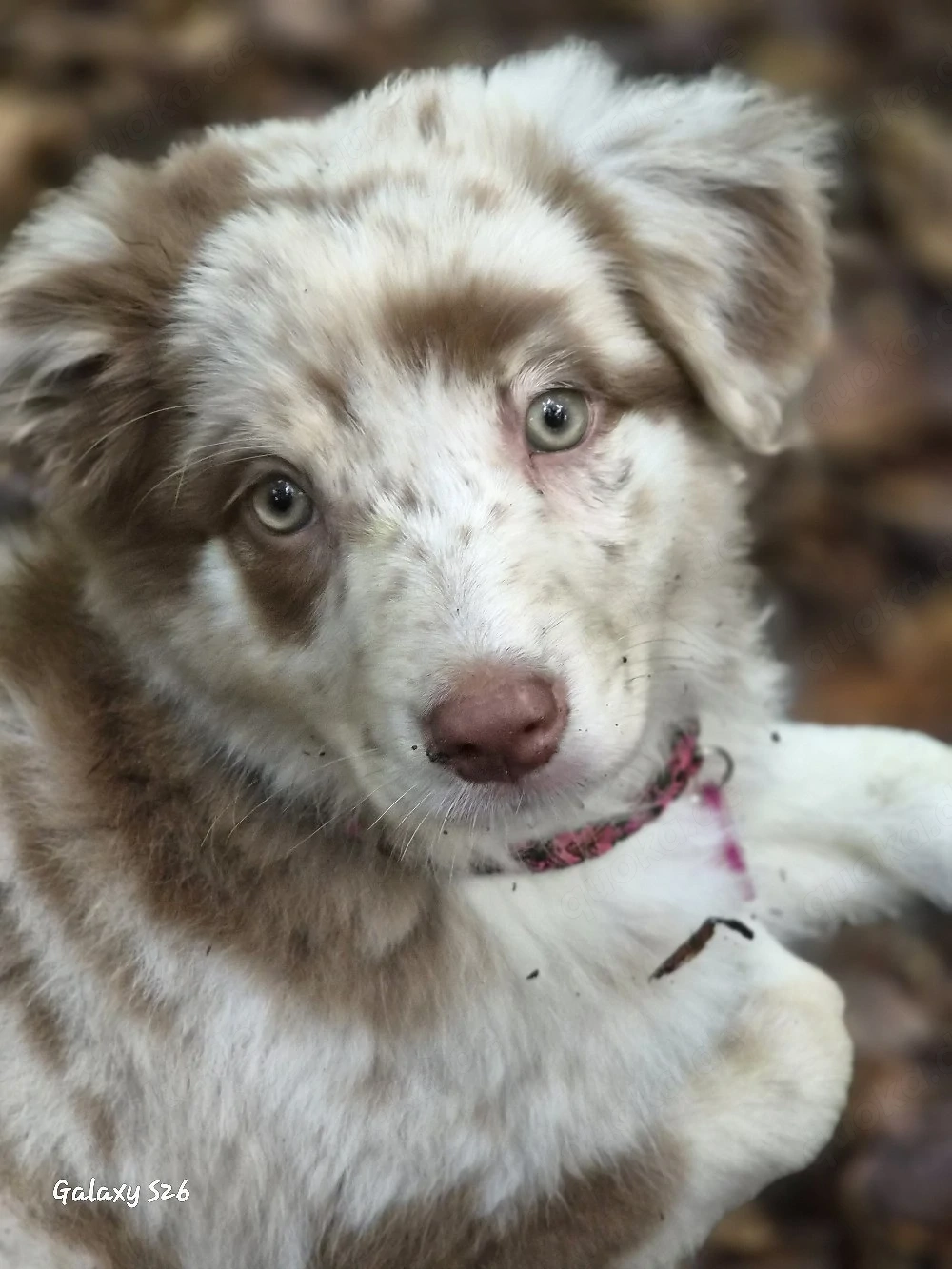 13 wochen alte Australian shepherd Hündin