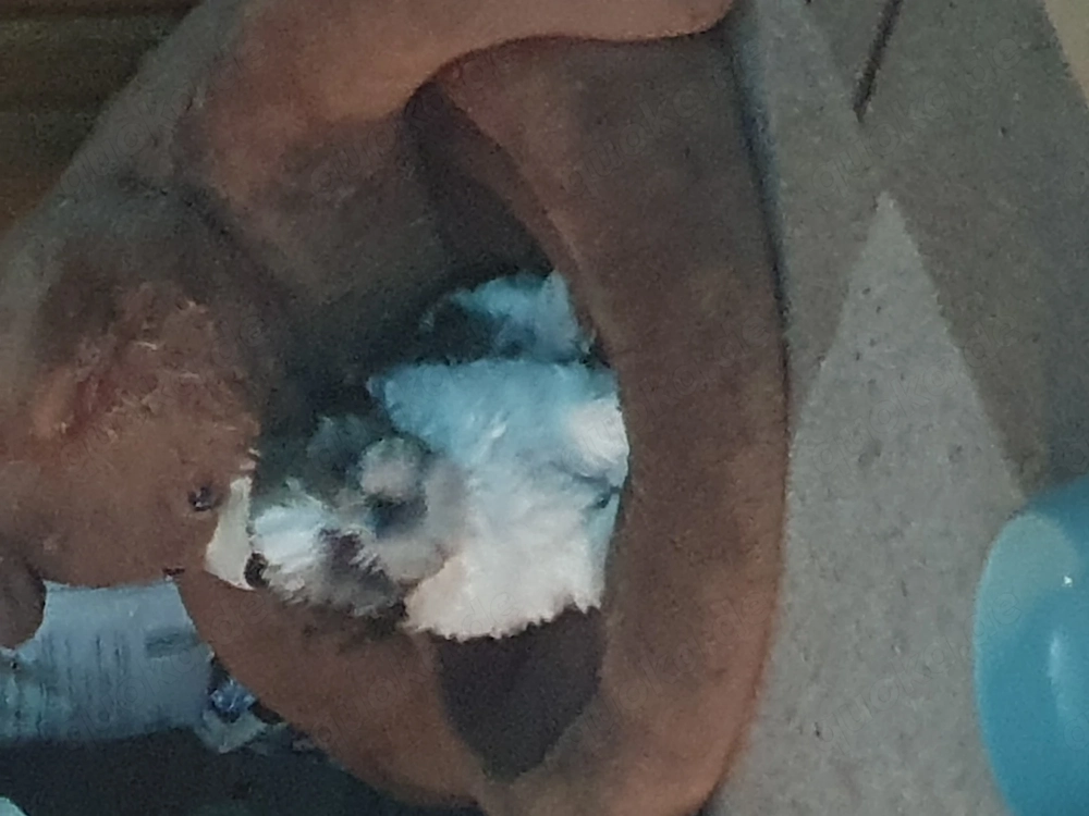 Shih Tzu Hündin sucht noch ihr neues Kuschelkissen